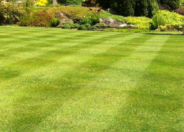 Commercial Grass Cutting in Allentown